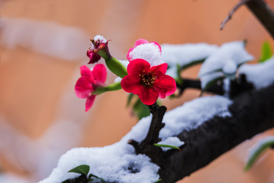 冰雪覆盖的贴梗海棠