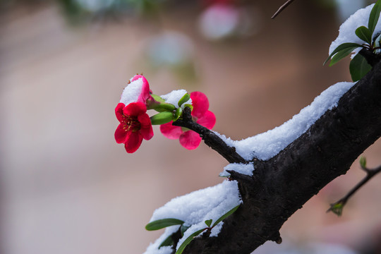 冰雪覆盖的贴梗海棠