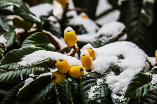 冰雪覆盖的琵琶