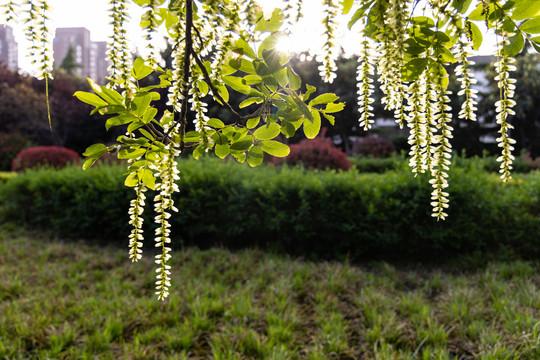 枫杨花