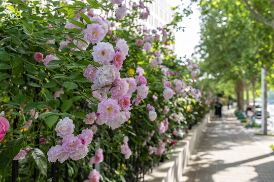 蔷薇花墙