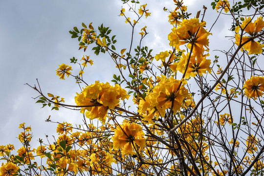 黄花风铃