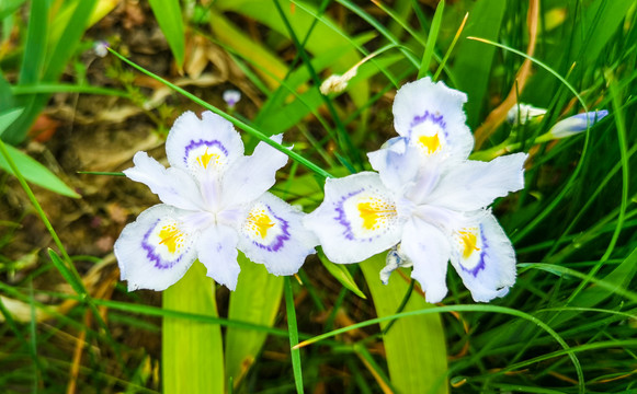 白色蝴蝶花特写