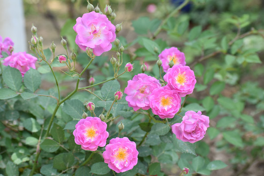 美丽的花朵