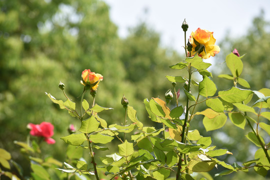 公园月季花