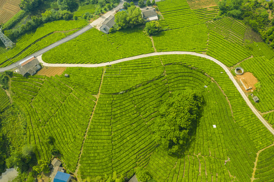 茶园茶山