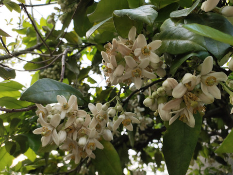 柚花花蕊