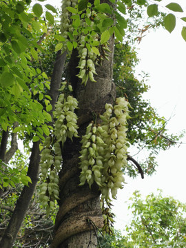 禾雀花