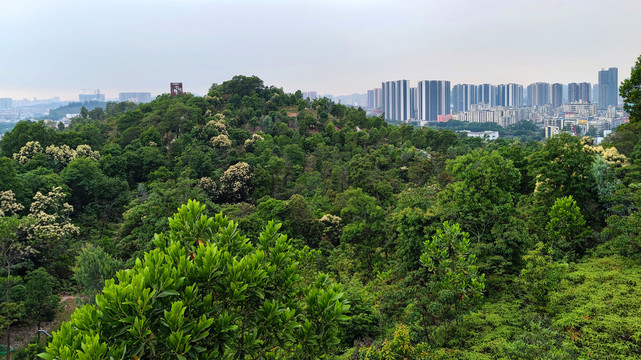 深圳嶂背郊野公园