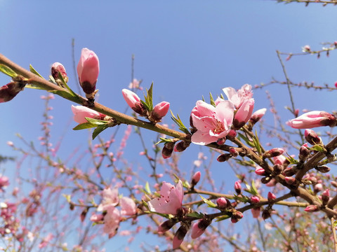 桃花花蕾