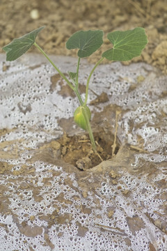 大棚蔬菜种植