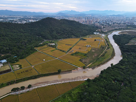 山区农村稻田