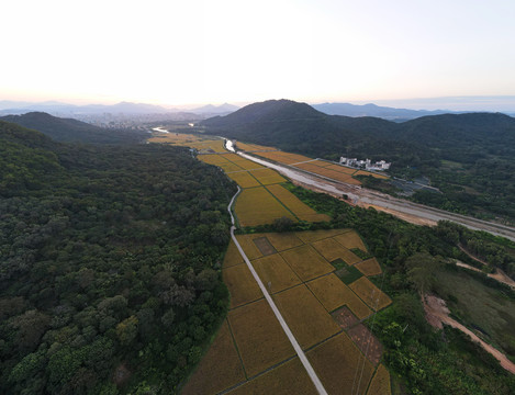 山区乡镇稻田