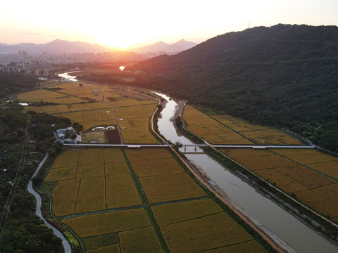 山区农村稻田