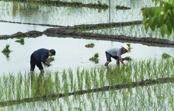 雨中栽秧