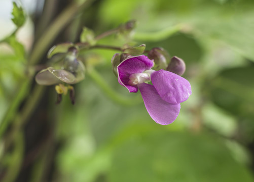 四季豆花