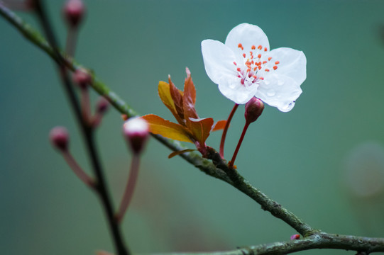 紫叶李花