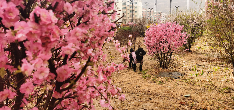 桃花