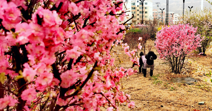 桃花