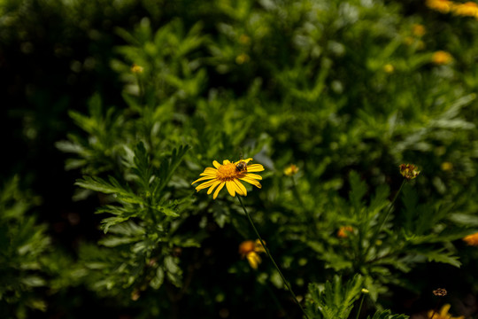 野生小菊花