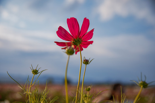 格桑花