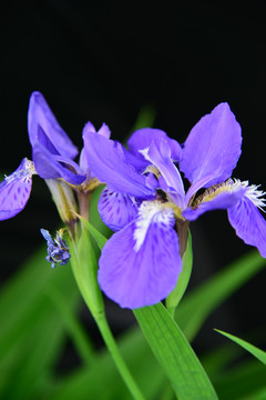 鸢尾花