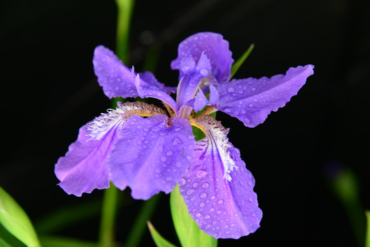 鸢尾花