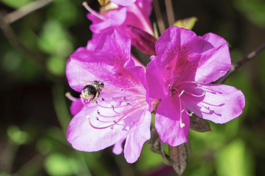 杜鹃花中蜜蜂游