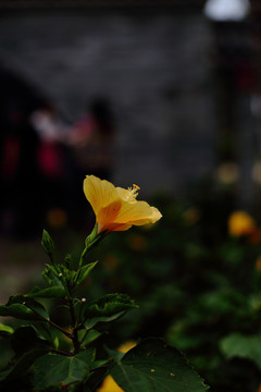 黄色朱槿花
