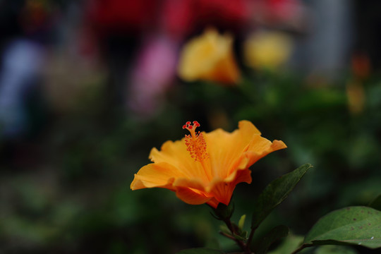 朱槿花特写