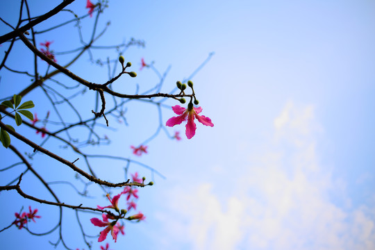 木棉花