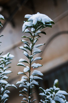 白雪覆盖的绿植