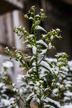 白雪覆盖的绿植