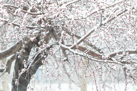 雪中花