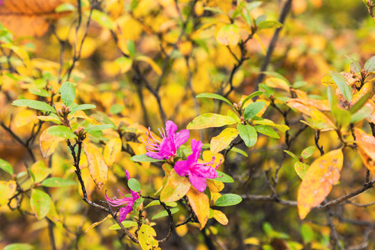 秋季杜鹃花