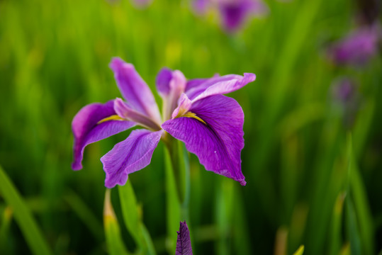 鸢尾花