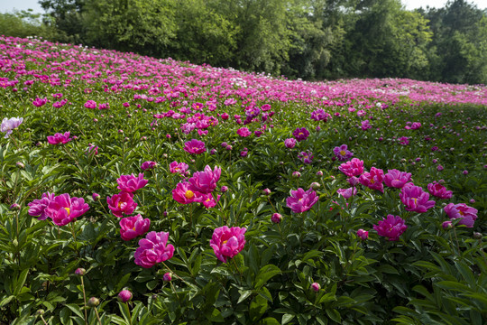 芍药