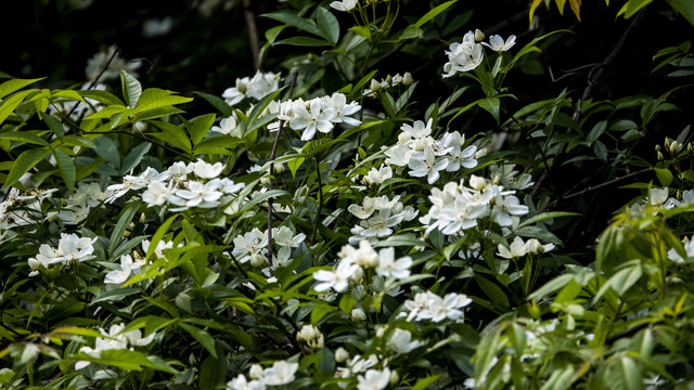 花花草草