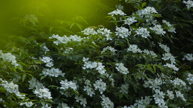 花花草草