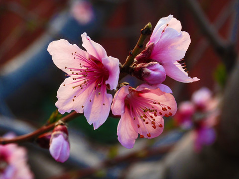 高清桃树花