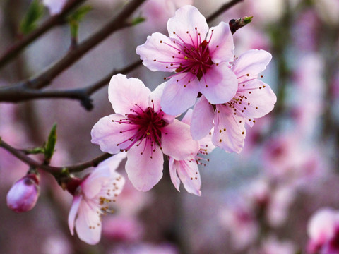 粉色桃花