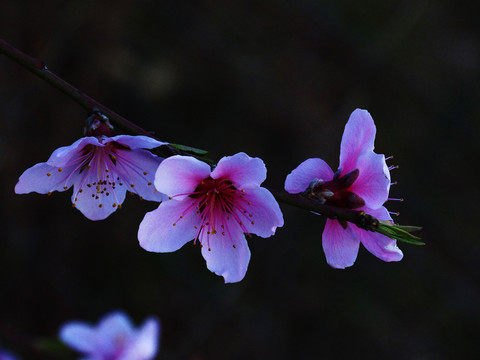 粉色桃花