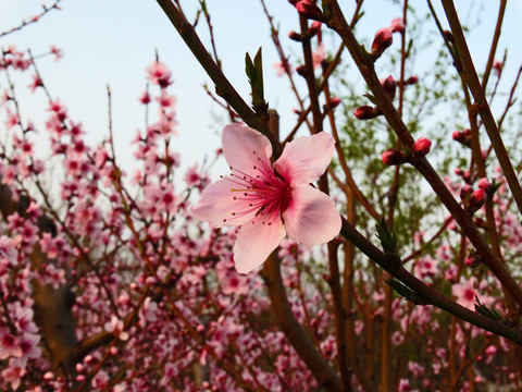 桃花林