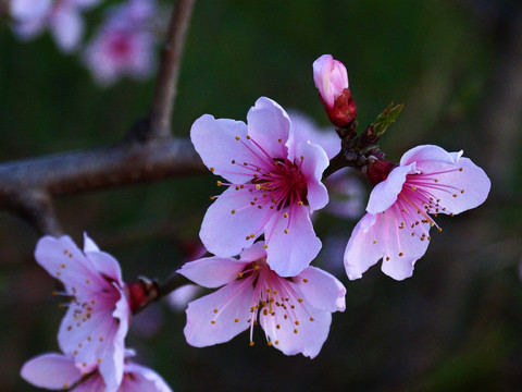 桃花