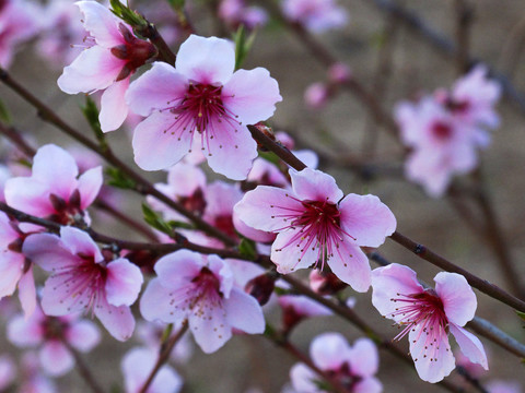 桃树花