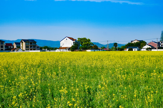 油菜花