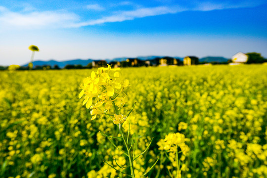 油菜花