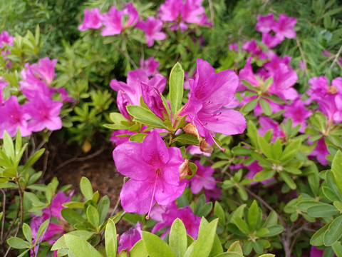 杜鹃花