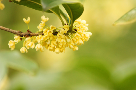 桂花