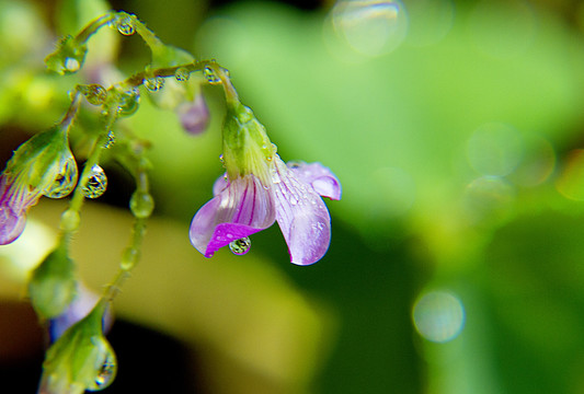 雨露滋润三叶花